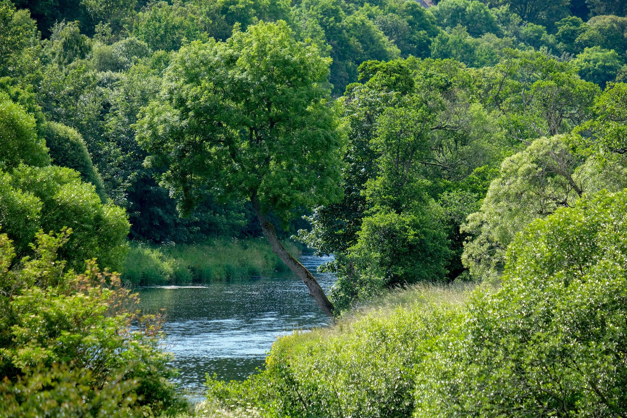 A river seen through trees in full leaf