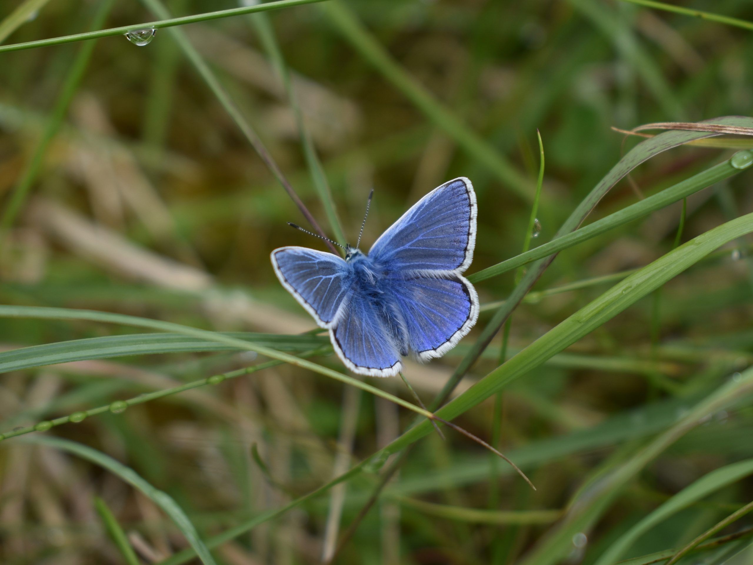 a small blue butterfly sitting on some grass