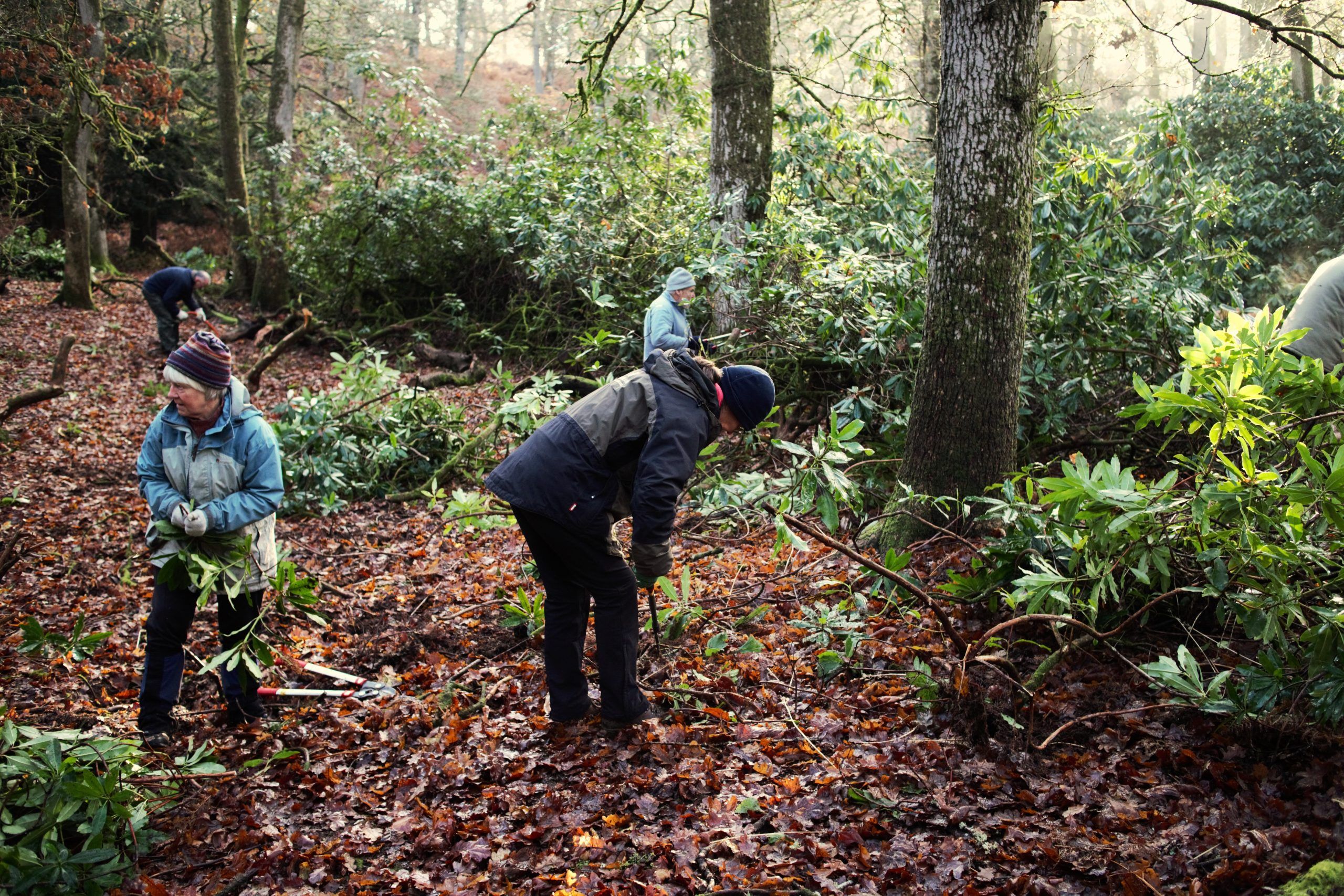 A group of people clearing the invasive species rhododendron ponticum in the woods